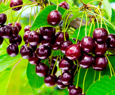 Черешня Бряночка