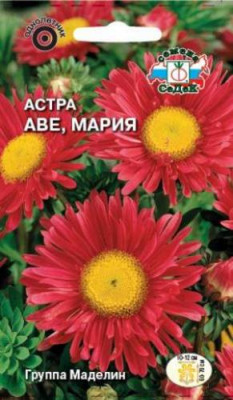 Астра Аве-Мария маделин