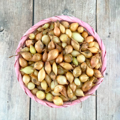 лук Севок Сеншуй 10-21 Голландия