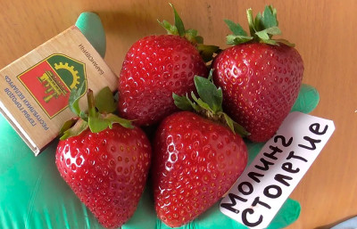 Земляника (Клубника) Моллинг Сентчери (Столетие) в стаканчике