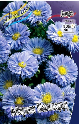Астра Мария Баллард (1шт)