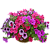 Семена цветов