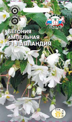 Бегония Лапландия F1 (ампельная,махровая, белая) (Евро, 10)