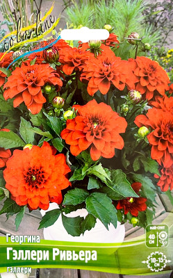 Георгин Геллери Ривьера (1шт) 