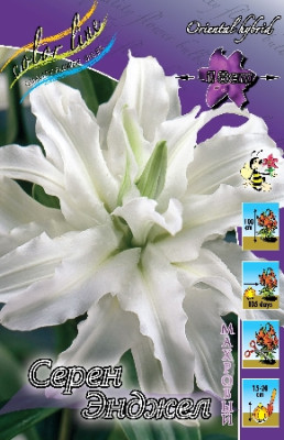 Лилия Серен Энджел (1шт) 3732