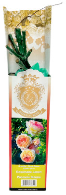 Роза шраб РОЗОМАН ЖАНОН