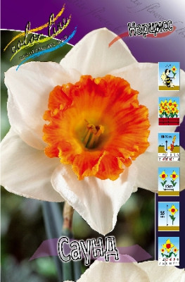 Нарцисс Саунд (1шт) 2441 (10)