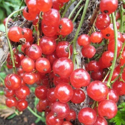 Смородина Алтайская Рубиновая 00-00008540