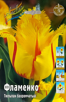 Тюльпан Фламенко (1шт)