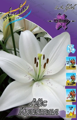 Лилия Айс Кристал (1шт) 1518