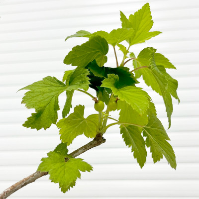 Смородина черная Добрыня саженец