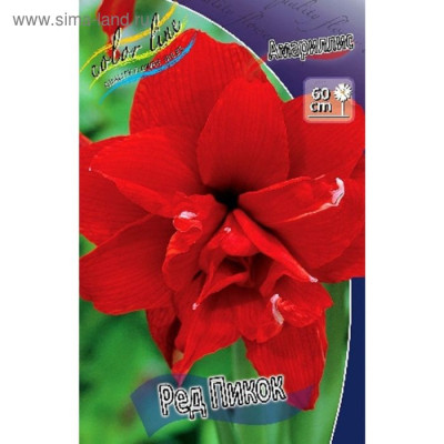 Амариллис Ред Пикок (1шт) 814