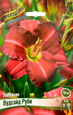 Лилейник Вудсайд Руби (1шт)