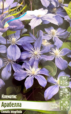 Клематис Арабелла (1шт)