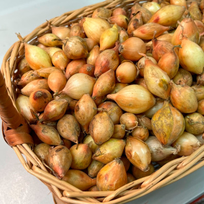 лук Севок Шекспир 10-21 Голландия