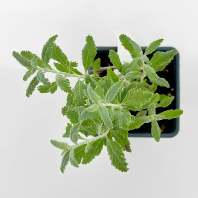 Перовския Сильвери Блю (2)