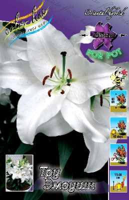 Лилия Тру Эмоушн (1шт) 1557