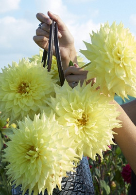 Георгин Вандаз Капелла (1шт) 3998