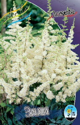 Астильба Элли (3шт) 725 Астильба Элли (3шт) 725