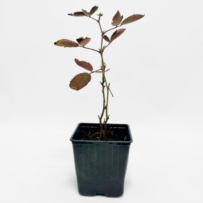 Ежевика Свит Пай