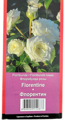 Роза флорибунда ФЛОРЕНТИН FLORENTINE