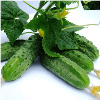 Огурец Регал (10шт)