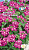 Вербена Санта-Анна (розовая)