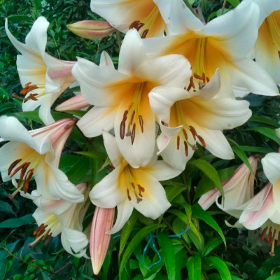 Лилия Хай Ти (1шт) 3051