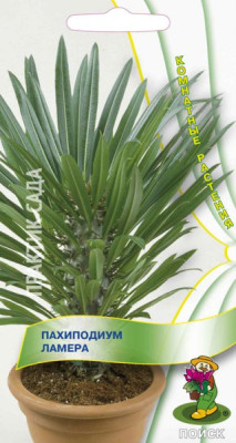 Пахиподиум Ламера*
