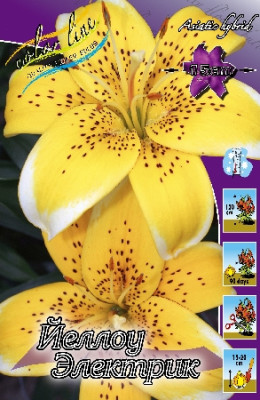 Лилия Йеллоу Электрик (1шт) 1481
