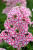Флокс Наташа (1шт) 3756