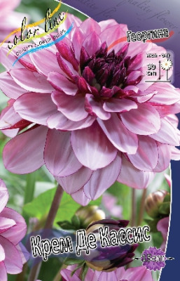Георгин Крем Де Кассис (1шт) 3976