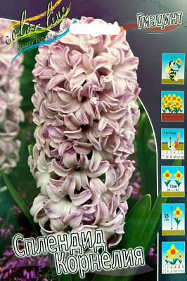 Гиацинт Сплендид Корнелия