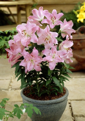 Лилия Фалорито (1шт) 7267