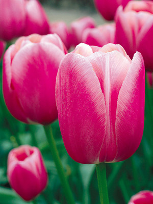 Тюльпан Екатерина Великая (1шт) 20.3030 (5)