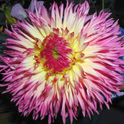 Георгин Филотея (1шт) 625348