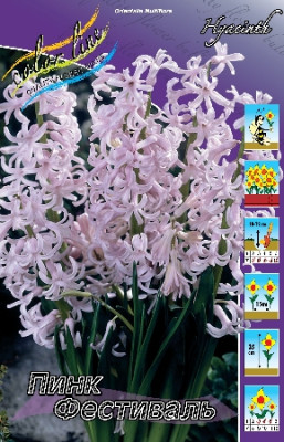 Гиацинт Пинк Фестивал (1шт) 1589