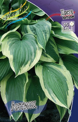 Хоста Антиох 5шт 1743