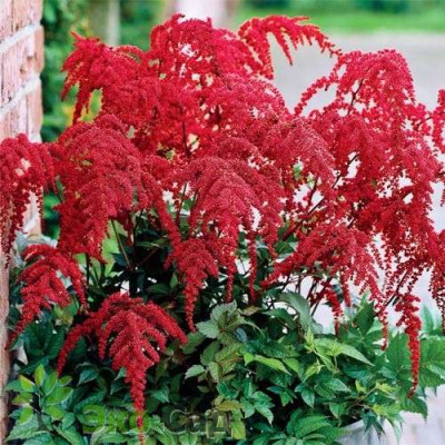 Астильба Ред Шарм (1шт) 2486
