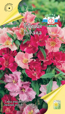 Годеция крупноцветковая Гавана смесь