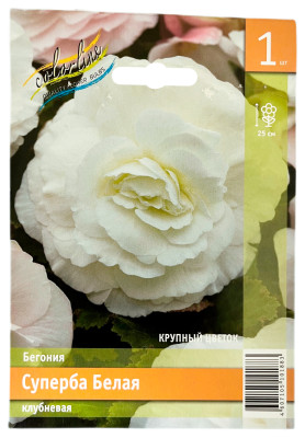 Бегония СУПЕРБА БЕЛАЯ клубневая