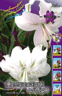 Лилия Специозум Альбум (1шт) 1540