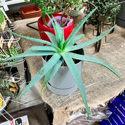 Алоэ саженцы микс