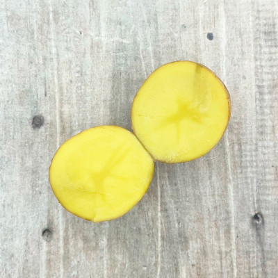 Картофель семенной ГАЛА разрез