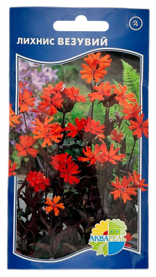 Лихнис ВЕЗУВИЙ АКВАРЕЛЬ