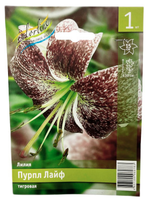 Лилия ПУРПЛ ЛАЙФ тигровая