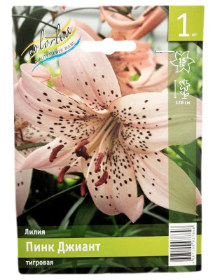 Лилия ПИНК ДЖИАНТ тигровая