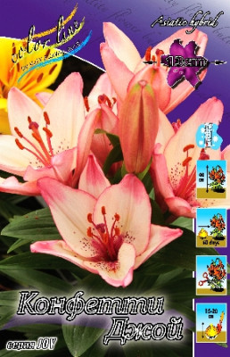 Лилия Конфетти Джой (1шт) 7188