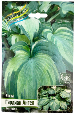 Хоста ГАРДИАН АНГЕЛ hosta hybrid