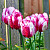 Тюльпан Хотпантс (1шт)
